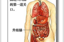 人体器官,探寻生命之源的神奇构造
